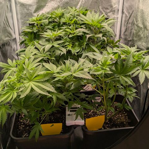 Gorilla Glue 🦍🤏🏻 (Zamnesia) growlog timeline photo