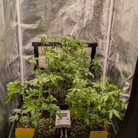 Gorilla Glue 🦍🤏🏻 (Zamnesia) growlog timeline photo