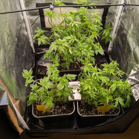 Gorilla Glue 🦍🤏🏻 (Zamnesia) growlog timeline photo