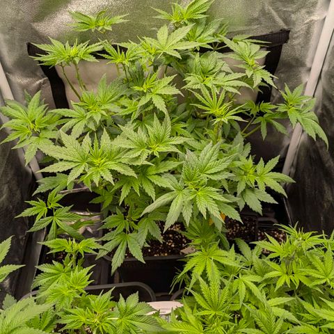 Gorilla Glue 🦍🤏🏻 (Zamnesia) growlog timeline photo
