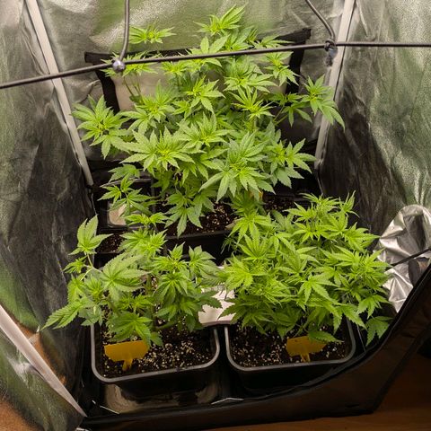 Gorilla Glue 🦍🤏🏻 (Zamnesia) growlog timeline photo