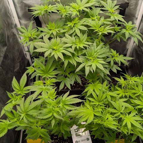Gorilla Glue 🦍🤏🏻 (Zamnesia) growlog timeline photo