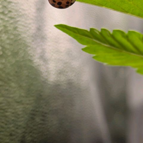 Gorilla Glue 🦍🤏🏻 (Zamnesia) growlog timeline photo