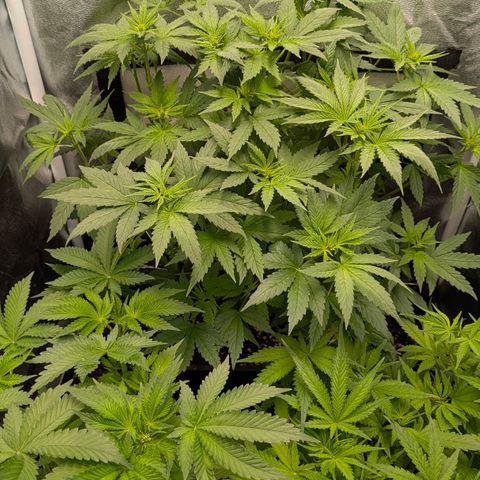 Gorilla Glue 🦍🤏🏻 (Zamnesia) growlog timeline photo