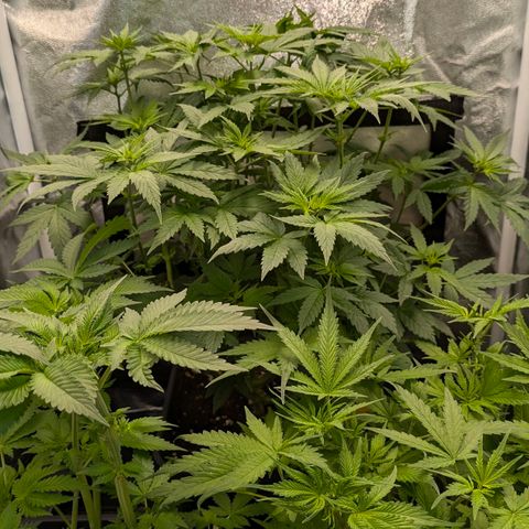 Gorilla Glue 🦍🤏🏻 (Zamnesia) growlog timeline photo