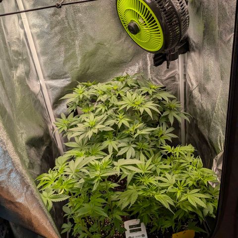 Gorilla Glue 🦍🤏🏻 (Zamnesia) growlog timeline photo