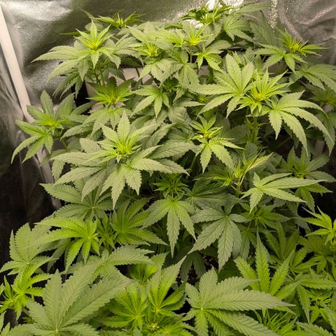 Gorilla Glue 🦍🤏🏻 (Zamnesia) growlog timeline photo