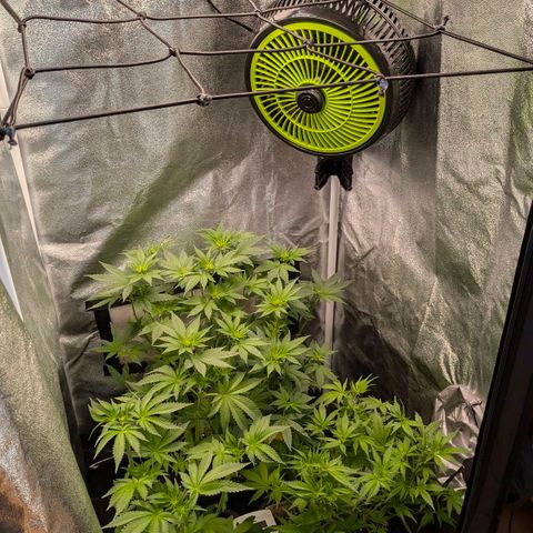 Gorilla Glue 🦍🤏🏻 (Zamnesia) growlog timeline photo
