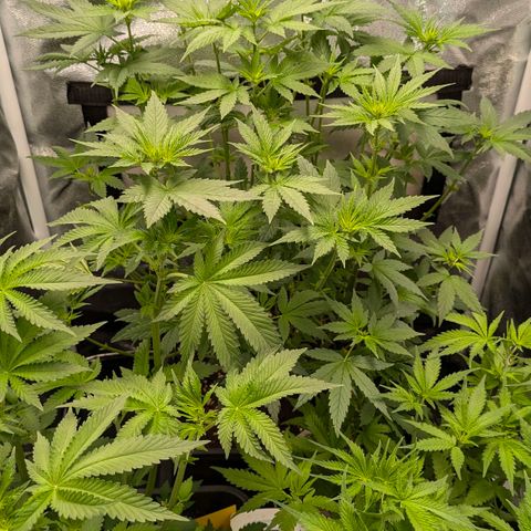 Gorilla Glue 🦍🤏🏻 (Zamnesia) growlog timeline photo
