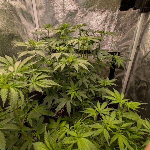 Gorilla Glue 🦍🤏🏻 (Zamnesia) growlog timeline photo