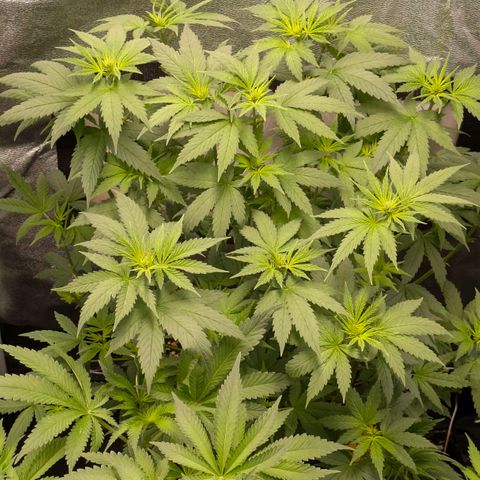 Gorilla Glue 🦍🤏🏻 (Zamnesia) growlog timeline photo