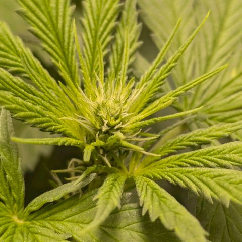Gorilla Glue 🦍🤏🏻 (Zamnesia) growlog timeline photo