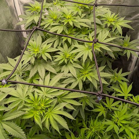 Gorilla Glue 🦍🤏🏻 (Zamnesia) growlog timeline photo