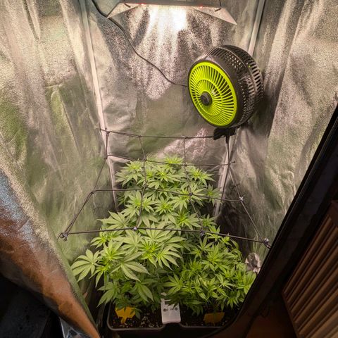 Gorilla Glue 🦍🤏🏻 (Zamnesia) growlog timeline photo