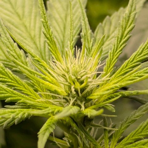 Gorilla Glue 🦍🤏🏻 (Zamnesia) growlog timeline photo