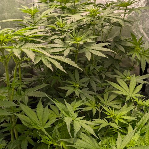 Gorilla Glue 🦍🤏🏻 (Zamnesia) growlog timeline photo