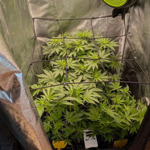 Gorilla Glue 🦍🤏🏻 (Zamnesia) growlog timeline photo