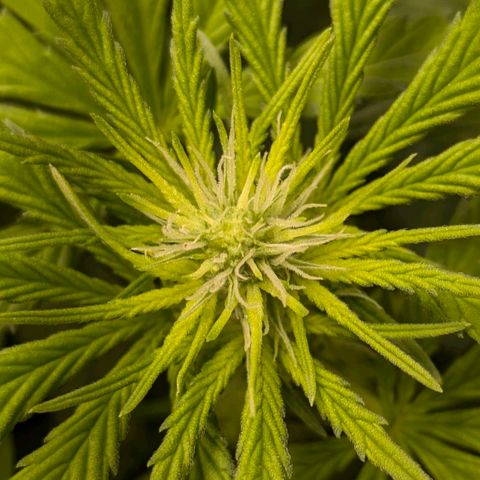 Gorilla Glue 🦍🤏🏻 (Zamnesia) growlog timeline photo