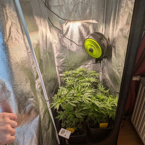 Gorilla Glue 🦍🤏🏻 (Zamnesia) growlog timeline photo