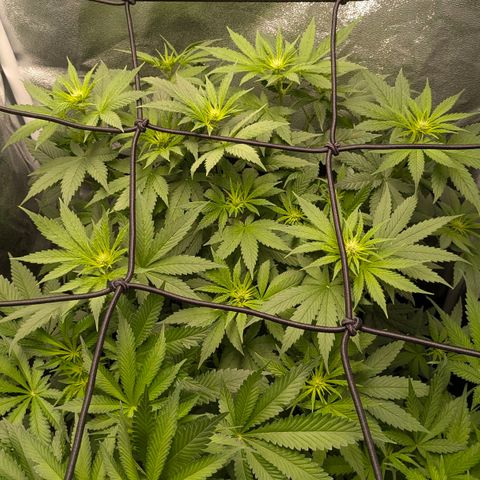 Gorilla Glue 🦍🤏🏻 (Zamnesia) growlog timeline photo