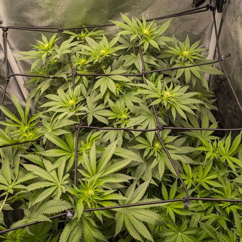 Gorilla Glue 🦍🤏🏻 (Zamnesia) growlog timeline photo