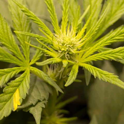 Gorilla Glue 🦍🤏🏻 (Zamnesia) growlog timeline photo