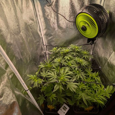 Gorilla Glue 🦍🤏🏻 (Zamnesia) growlog timeline photo