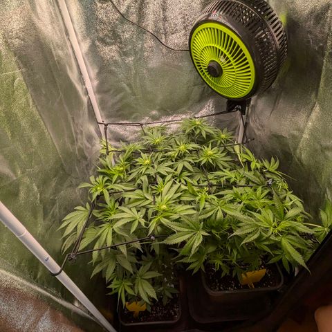 Gorilla Glue 🦍🤏🏻 (Zamnesia) growlog timeline photo