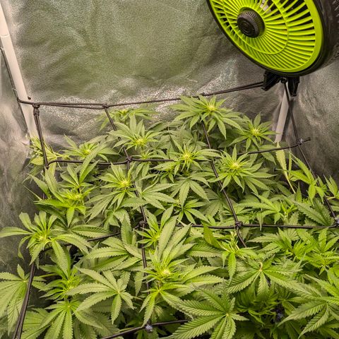 Gorilla Glue 🦍🤏🏻 (Zamnesia) growlog timeline photo