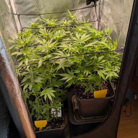 Gorilla Glue 🦍🤏🏻 (Zamnesia) growlog timeline photo