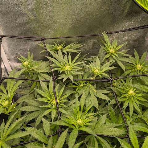 Gorilla Glue 🦍🤏🏻 (Zamnesia) growlog timeline photo