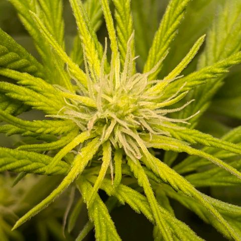 Gorilla Glue 🦍🤏🏻 (Zamnesia) growlog timeline photo