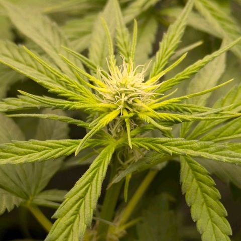 Gorilla Glue 🦍🤏🏻 (Zamnesia) growlog timeline photo