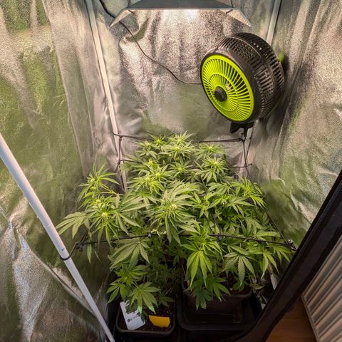 Gorilla Glue 🦍🤏🏻 (Zamnesia) growlog timeline photo