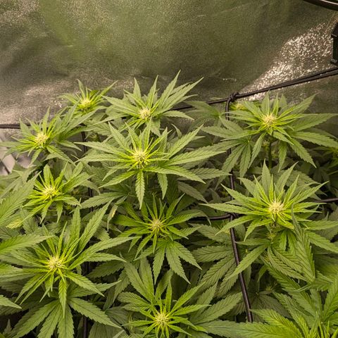 Gorilla Glue 🦍🤏🏻 (Zamnesia) growlog timeline photo