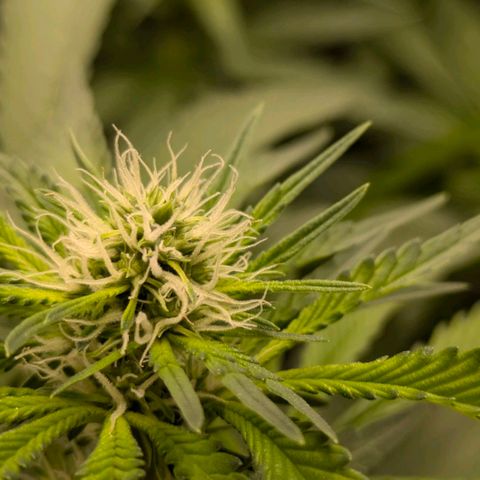Gorilla Glue 🦍🤏🏻 (Zamnesia) growlog timeline photo