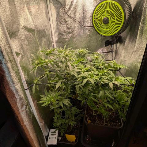 Gorilla Glue 🦍🤏🏻 (Zamnesia) growlog timeline photo