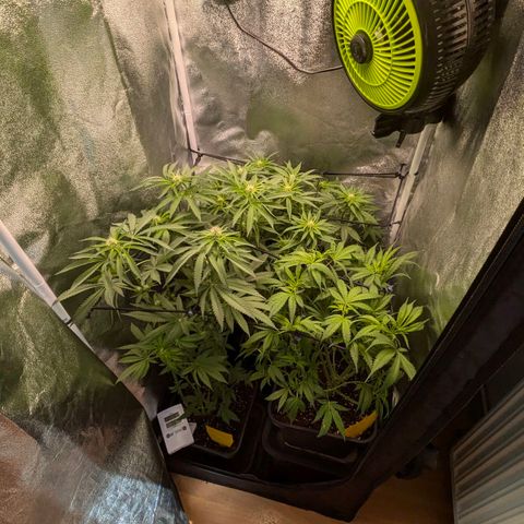 Gorilla Glue 🦍🤏🏻 (Zamnesia) growlog timeline photo