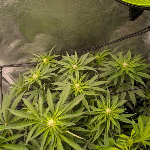 Gorilla Glue 🦍🤏🏻 (Zamnesia) growlog timeline photo