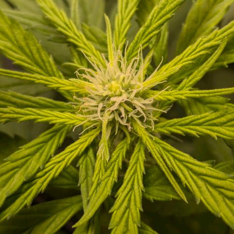 Gorilla Glue 🦍🤏🏻 (Zamnesia) growlog timeline photo