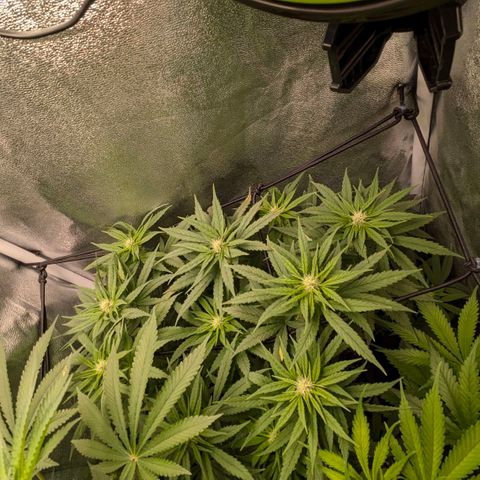 Gorilla Glue 🦍🤏🏻 (Zamnesia) growlog timeline photo