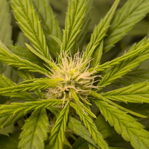 Gorilla Glue 🦍🤏🏻 (Zamnesia) growlog timeline photo