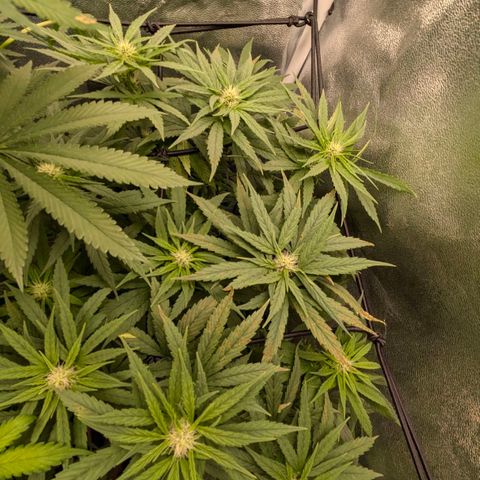 Gorilla Glue 🦍🤏🏻 (Zamnesia) growlog timeline photo