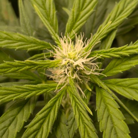 Gorilla Glue 🦍🤏🏻 (Zamnesia) growlog timeline photo