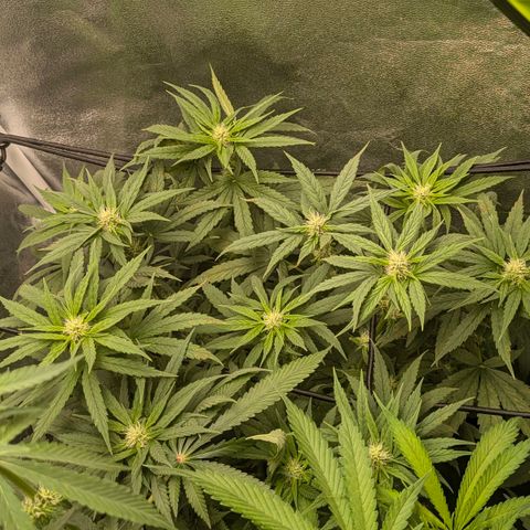 Gorilla Glue 🦍🤏🏻 (Zamnesia) growlog timeline photo