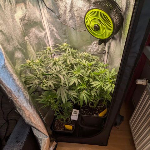 Gorilla Glue 🦍🤏🏻 (Zamnesia) growlog timeline photo