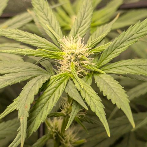 Gorilla Glue 🦍🤏🏻 (Zamnesia) growlog timeline photo