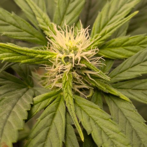 Gorilla Glue 🦍🤏🏻 (Zamnesia) growlog timeline photo