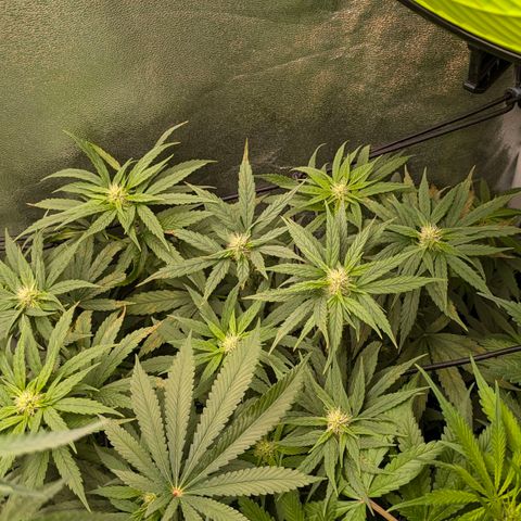 Gorilla Glue 🦍🤏🏻 (Zamnesia) growlog timeline photo