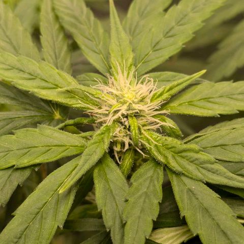 Gorilla Glue 🦍🤏🏻 (Zamnesia) growlog timeline photo